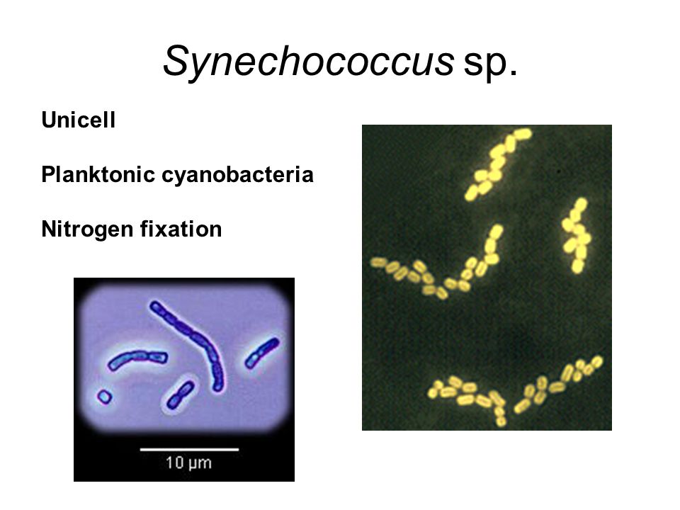 Synechococcus sp. Unicell Planktonic cyanobacteria Nitrogen fixation