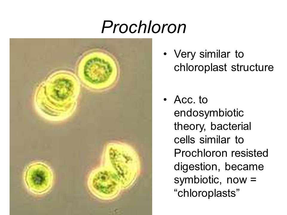 Prochloron Very similar to chloroplast structure Acc.