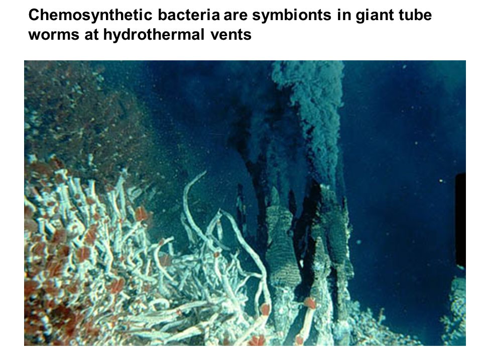 Chemosynthetic bacteria are symbionts in giant tube worms at hydrothermal vents