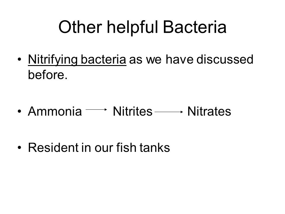 Other helpful Bacteria Nitrifying bacteria as we have discussed before.