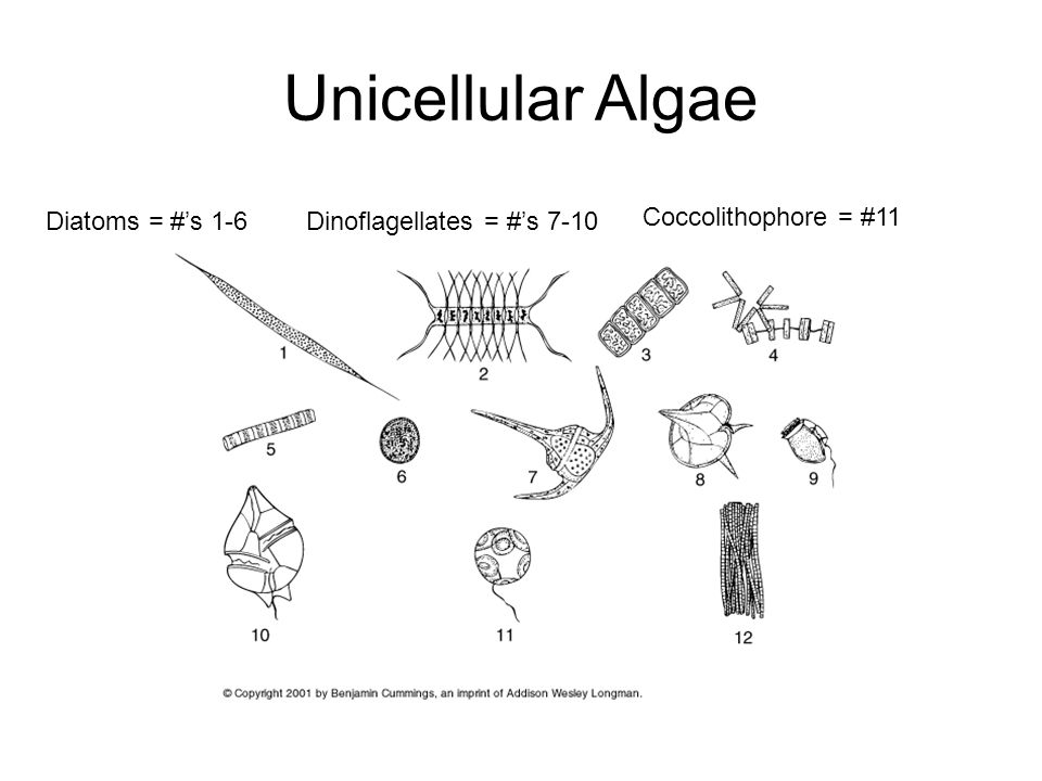 Diatoms = #’s 1-6Dinoflagellates = #’s 7-10 Coccolithophore = #11 Unicellular Algae