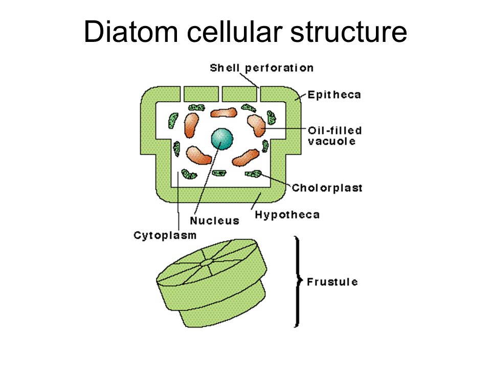 Diatom cellular structure