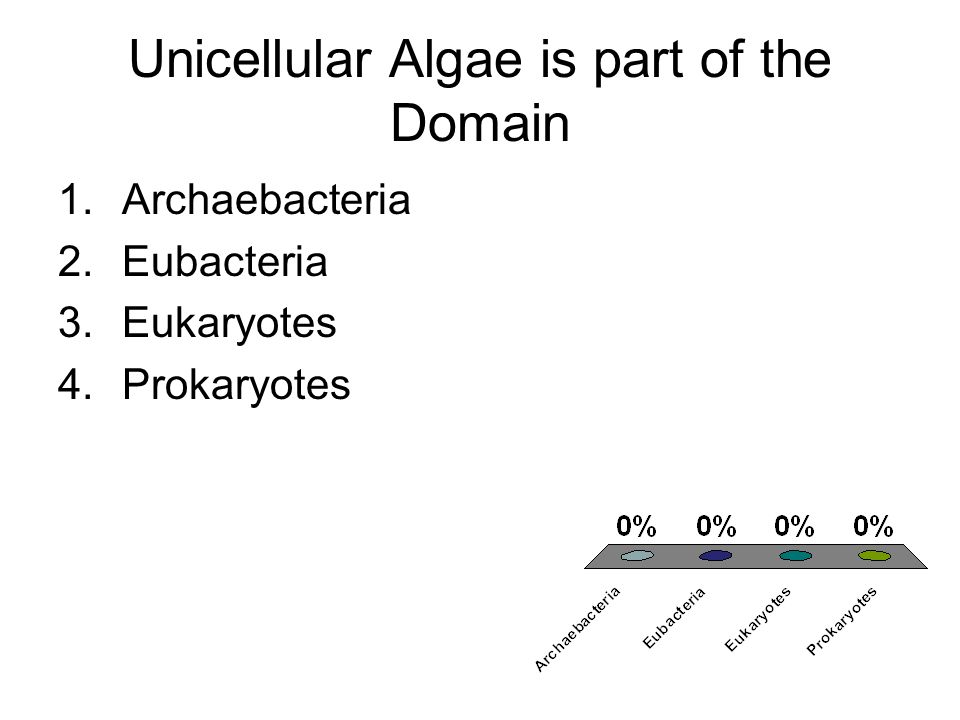 Unicellular Algae is part of the Domain 1.Archaebacteria 2.Eubacteria 3.Eukaryotes 4.Prokaryotes