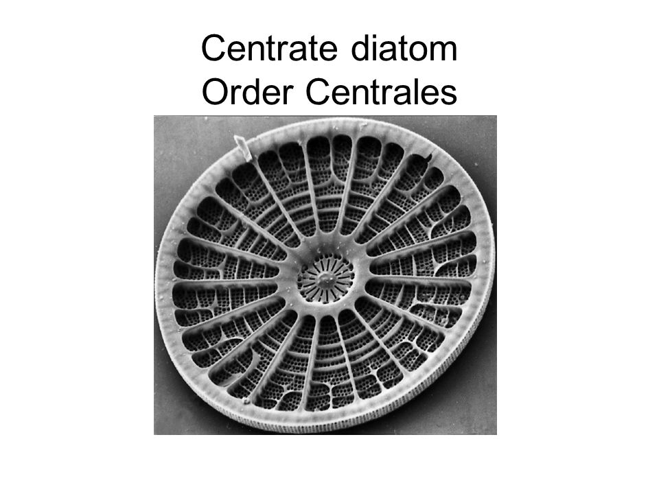 Centrate diatom Order Centrales
