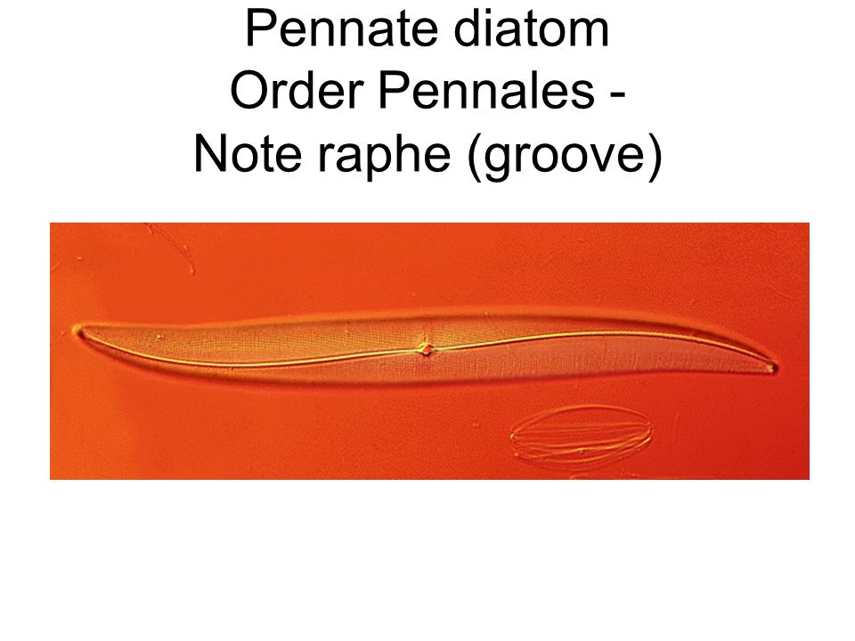 Pennate diatom Order Pennales - Note raphe (groove)