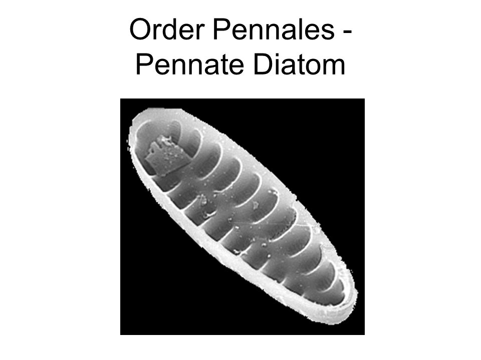 Order Pennales - Pennate Diatom