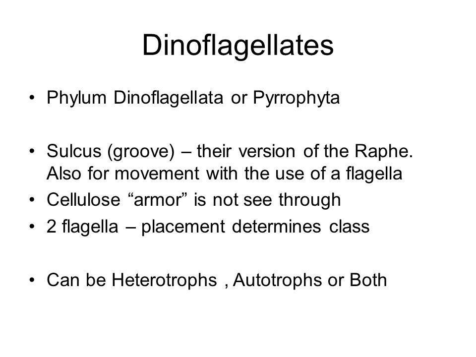 Dinoflagellates Phylum Dinoflagellata or Pyrrophyta Sulcus (groove) – their version of the Raphe.