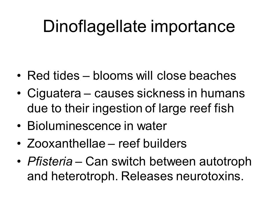 Dinoflagellate importance Red tides – blooms will close beaches Ciguatera – causes sickness in humans due to their ingestion of large reef fish Bioluminescence in water Zooxanthellae – reef builders Pfisteria – Can switch between autotroph and heterotroph.