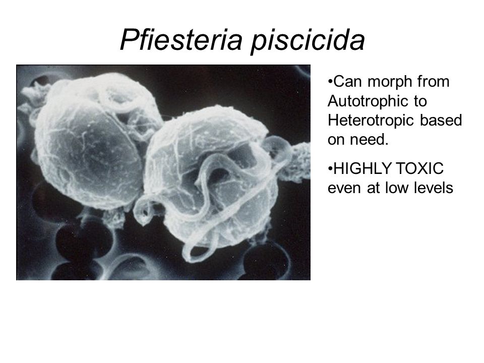 Pfiesteria piscicida Can morph from Autotrophic to Heterotropic based on need.