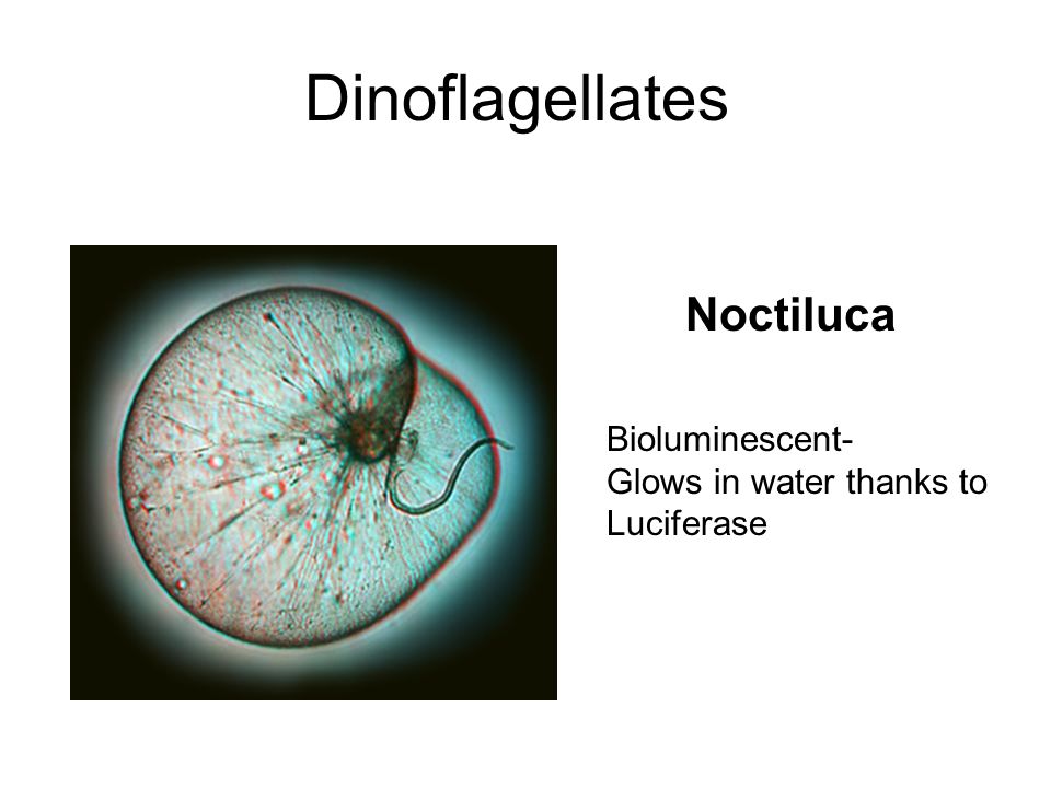 Dinoflagellates Noctiluca Bioluminescent- Glows in water thanks to Luciferase