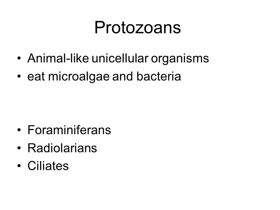 Protozoans Animal-like unicellular organisms eat microalgae and bacteria Foraminiferans Radiolarians Ciliates