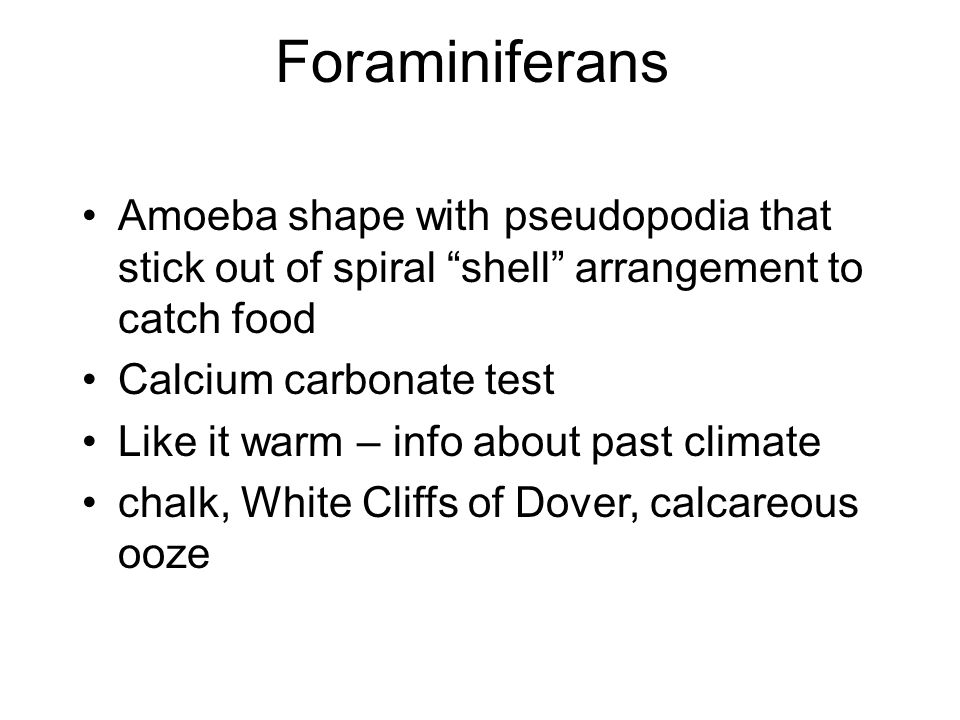 Foraminiferans Amoeba shape with pseudopodia that stick out of spiral shell arrangement to catch food Calcium carbonate test Like it warm – info about past climate chalk, White Cliffs of Dover, calcareous ooze