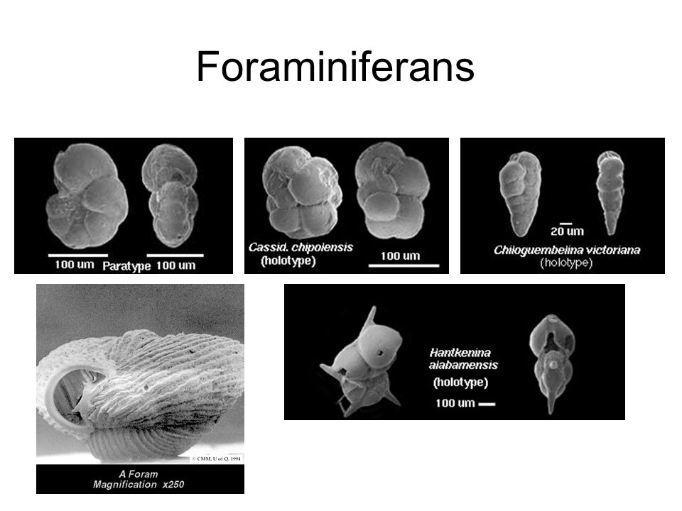 Foraminiferans