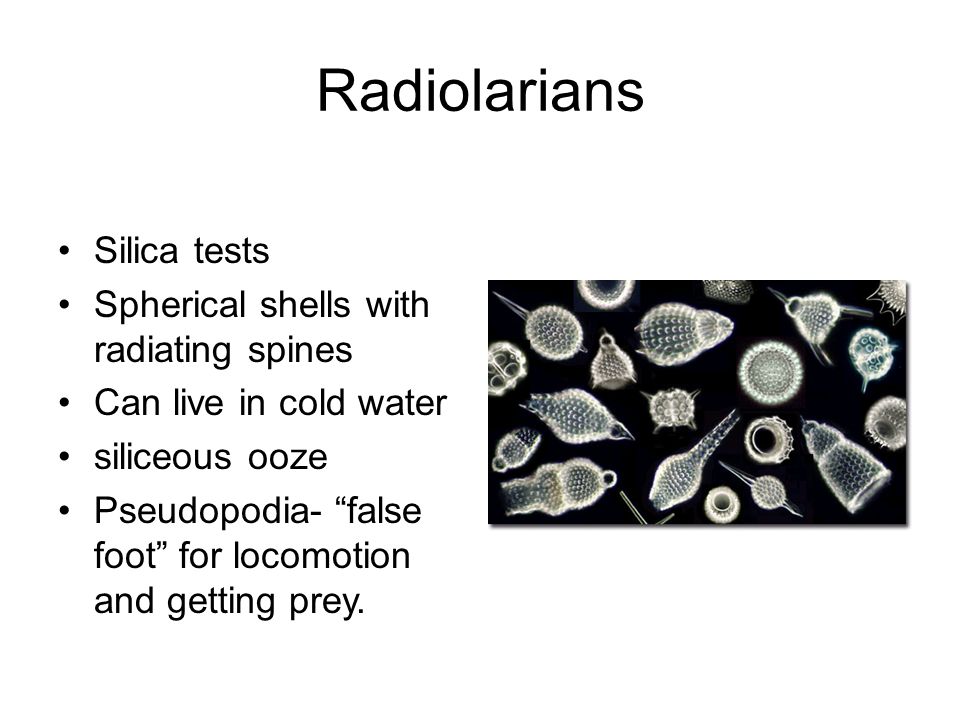 Radiolarians Silica tests Spherical shells with radiating spines Can live in cold water siliceous ooze Pseudopodia- false foot for locomotion and getting prey.