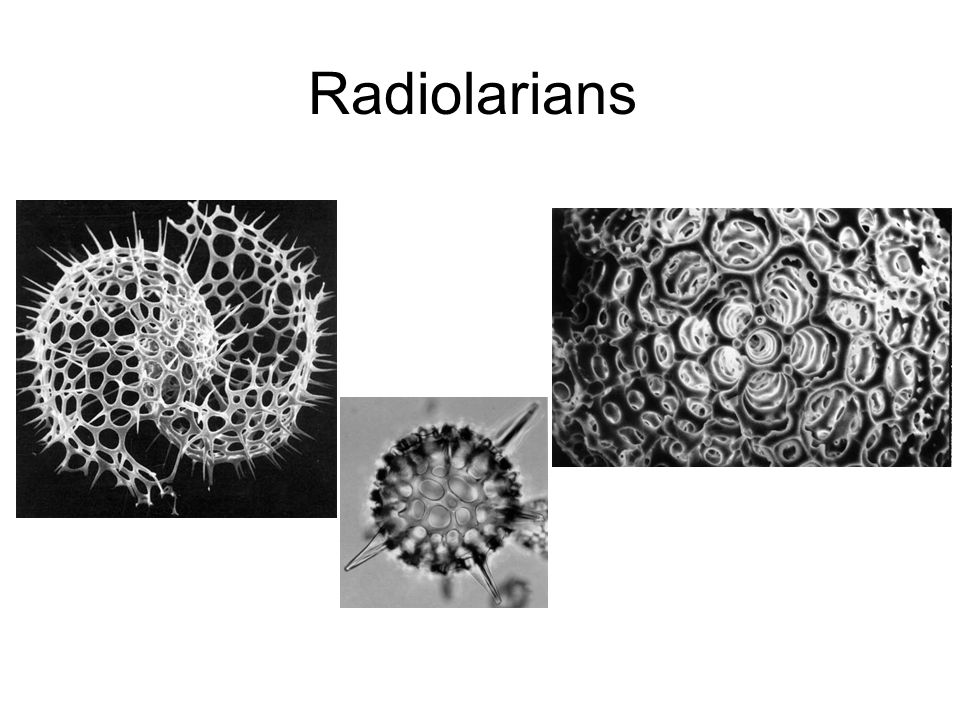 Radiolarians