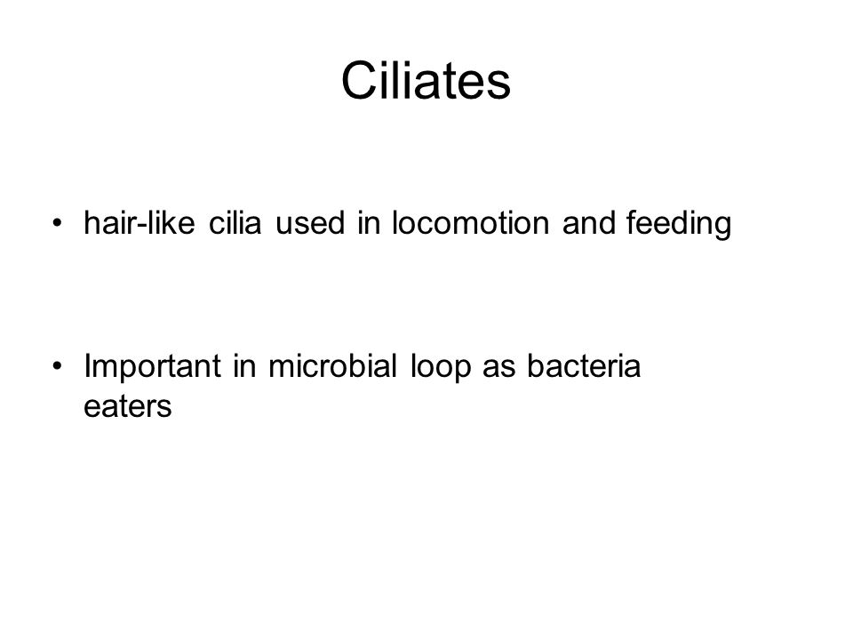 Ciliates hair-like cilia used in locomotion and feeding Important in microbial loop as bacteria eaters