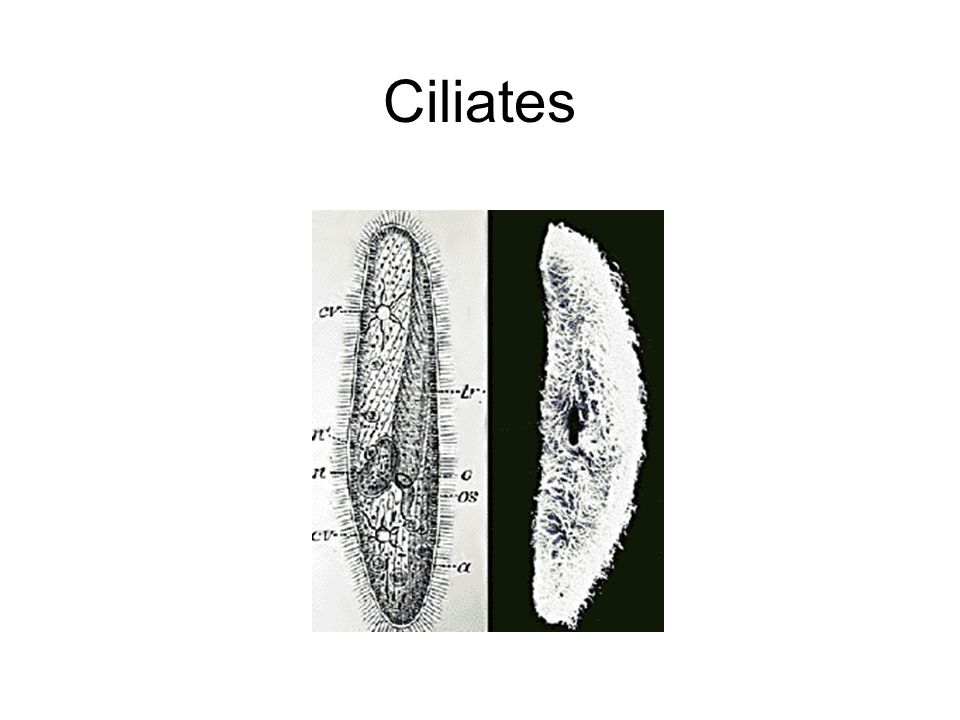 Ciliates