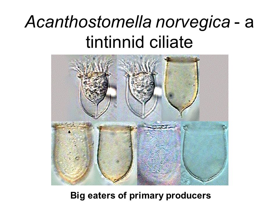 Acanthostomella norvegica - a tintinnid ciliate Big eaters of primary producers