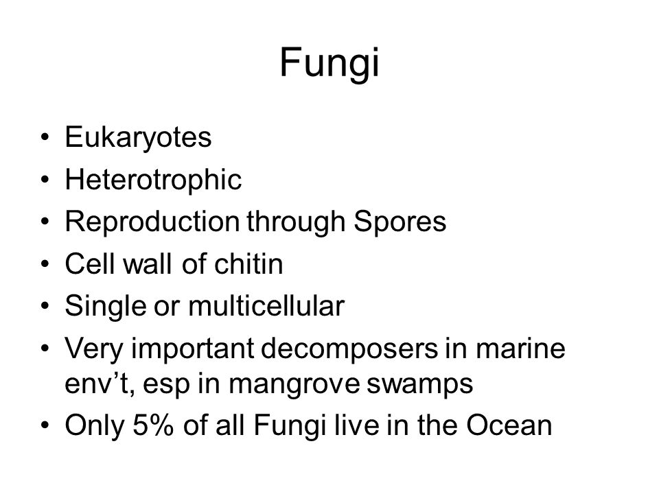 Fungi Eukaryotes Heterotrophic Reproduction through Spores Cell wall of chitin Single or multicellular Very important decomposers in marine env’t, esp in mangrove swamps Only 5% of all Fungi live in the Ocean