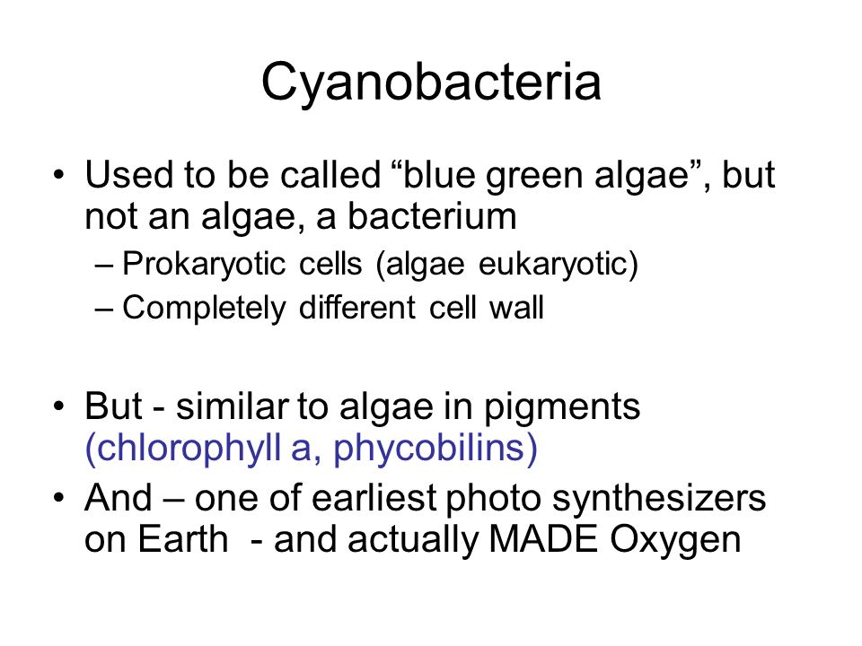 Cyanobacteria Used to be called blue green algae , but not an algae, a bacterium –Prokaryotic cells (algae eukaryotic) –Completely different cell wall But - similar to algae in pigments (chlorophyll a, phycobilins) And – one of earliest photo synthesizers on Earth - and actually MADE Oxygen