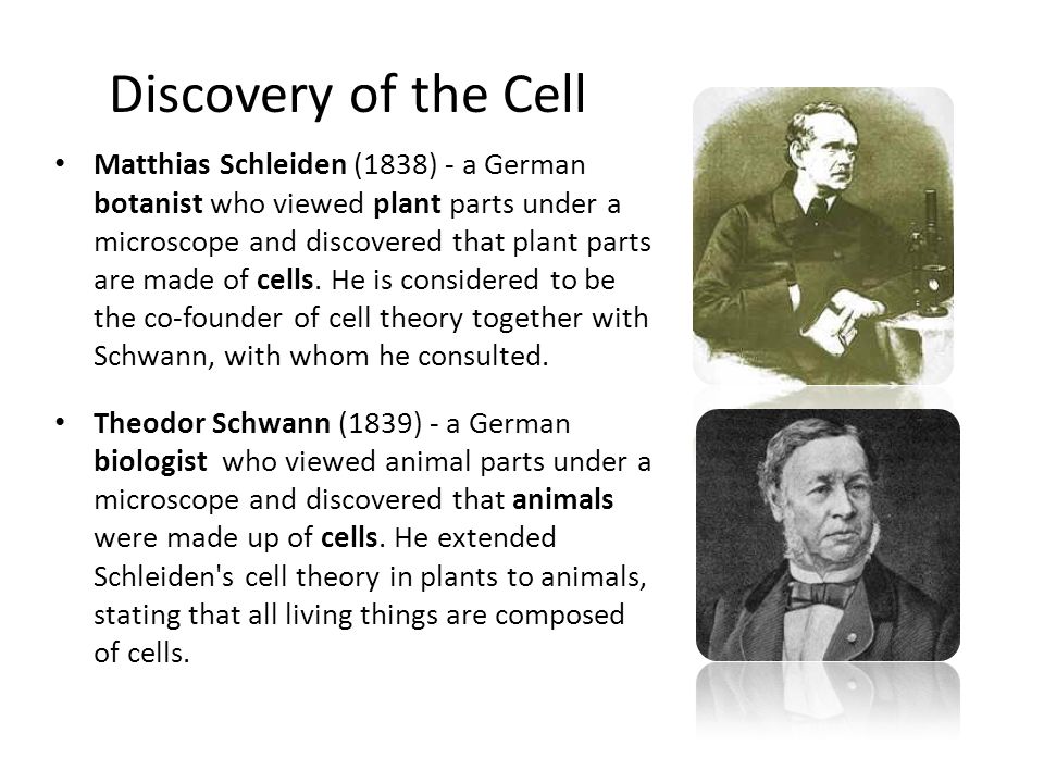 Discovery of the Cell Robert Hooke (1665) – English scientist who looked at  thin slices of cork (dead oak tree bark) under a light microscope and  noticed. - ppt download