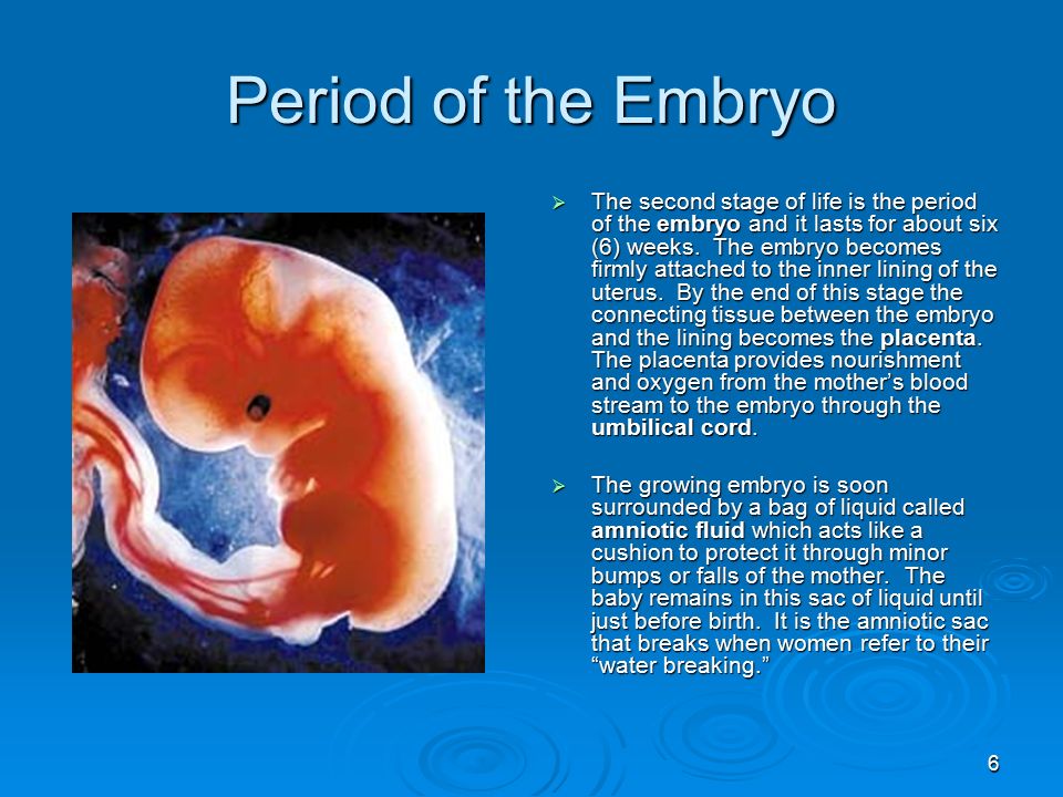 1 Prenatal Development. 2 Notes:  Prenatal refers to the period of time before birth. It is during this 40 week period (about nine months) that one cell. - ppt download