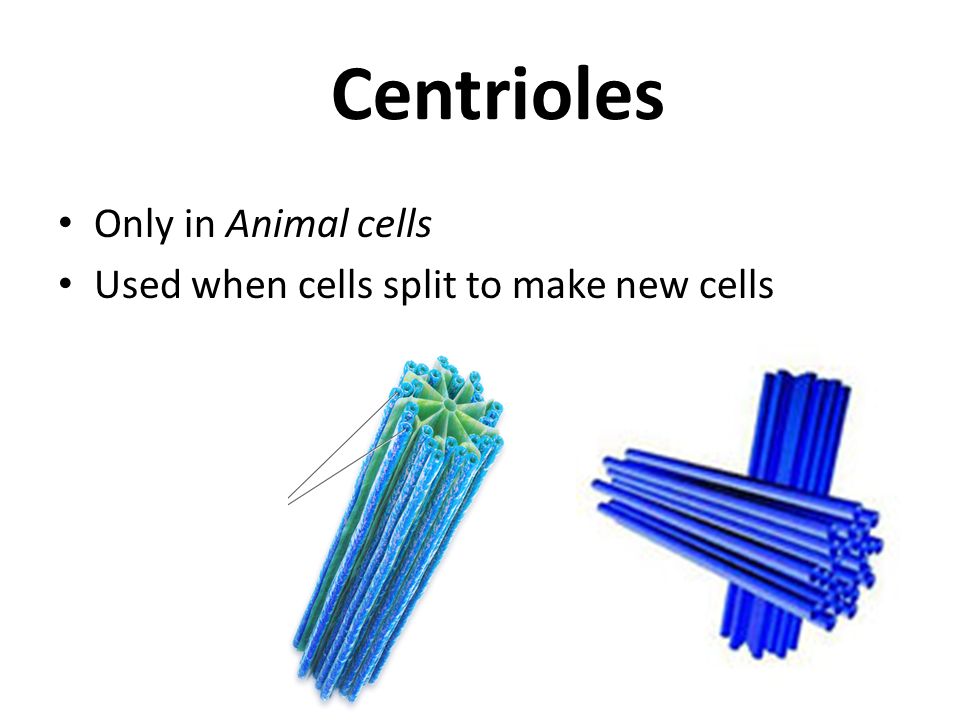 Cell “Organ”elles “TYPICAL” ANIMAL CELL “TYPICAL” PLANT CELL. - ppt download