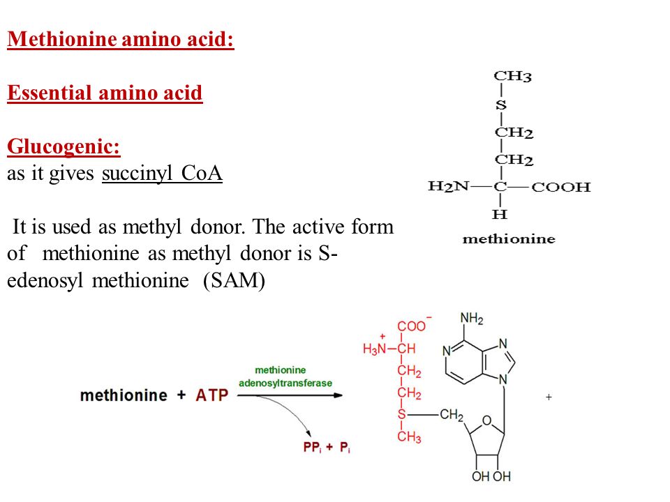 Methionine amino acid: Essential amino acid Glucogenic: as it gives succinyl CoA It is used as methyl donor.