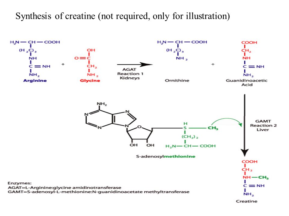 Synthesis of creatine (not required, only for illustration)