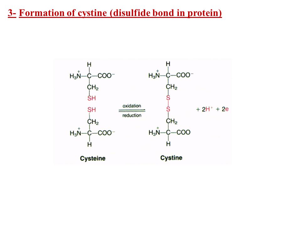 3- Formation of cystine (disulfide bond in protein)