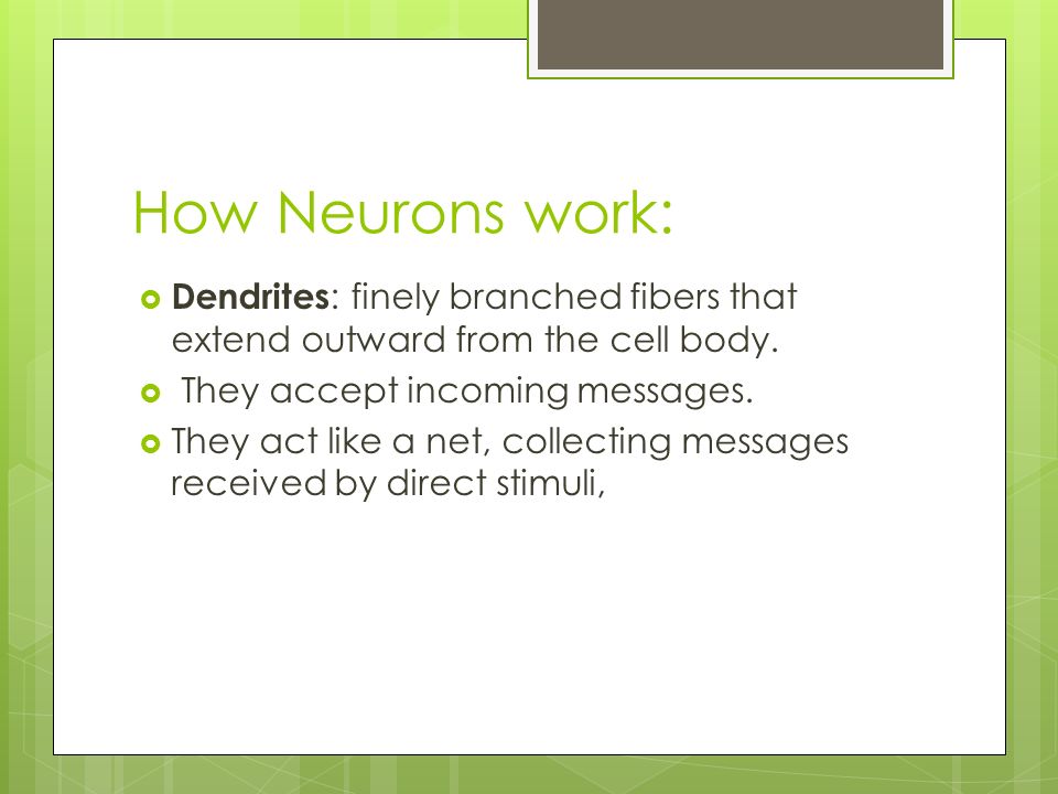How Neurons work:  Dendrites : finely branched fibers that extend outward from the cell body.