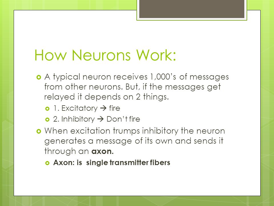 How Neurons Work:  A typical neuron receives 1,000’s of messages from other neurons.