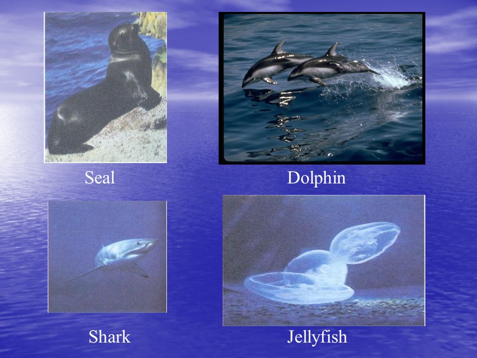 SealDolphin SharkJellyfish