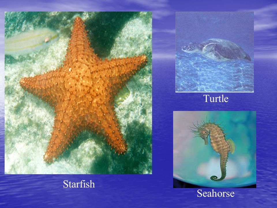Starfish Turtle Seahorse