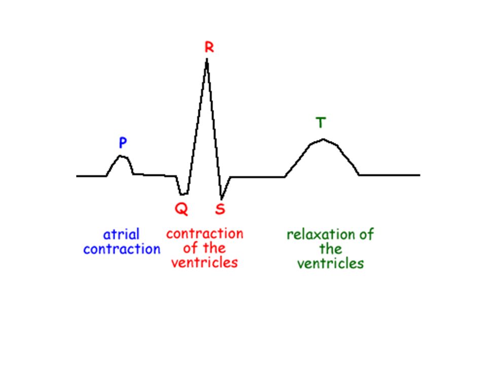 Ekg 4 Chambers Of The Heart Upper Called Atria And Bottom Called