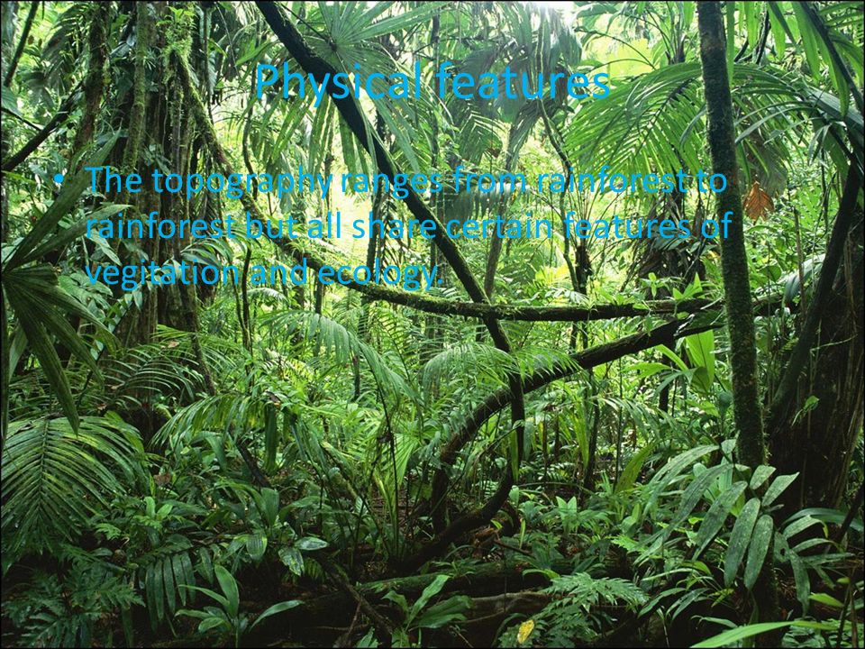 Paysage physique de la forêt tropicale humide