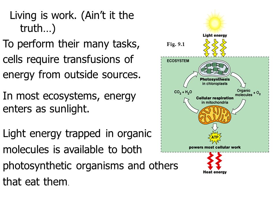 energy transfer in living organisms