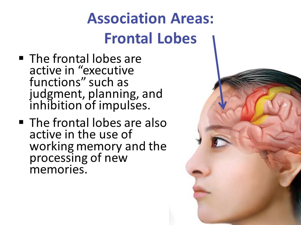 Lobes of the Brain