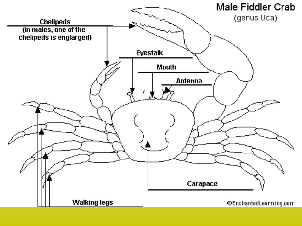 Где находятся чертежи краба Phylum Arthropoda. 1.Arthropoda - "jointed legs" A. Segmented bodies, jointed ap