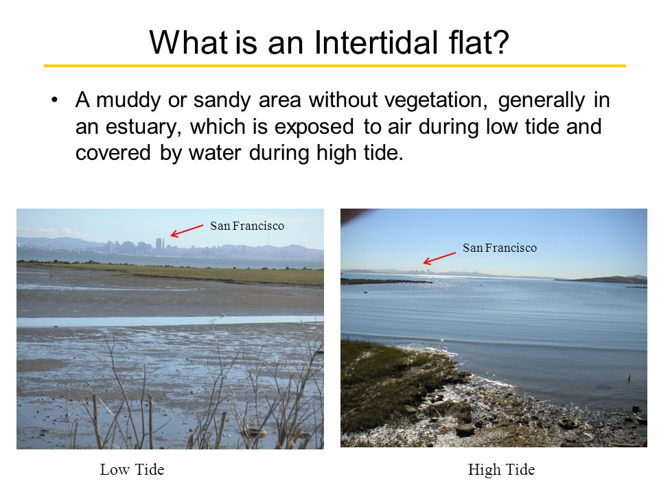 Physical Processes on Intertidal flats: Waves, Currents, and Sediment  Transport Stefan Talke Feb. 18, ppt download