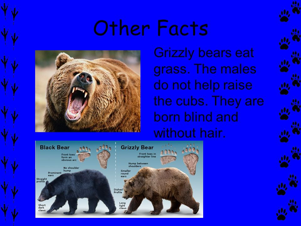 Grizzly Bear By: Jack Lindholm A grizzly bear is a unique animal that lives  in the forest. - ppt download