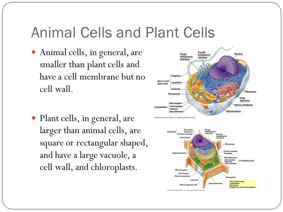 Chapter 7 A View of the Cell. What is a cell? Cells are the basic units of  living things. Plants, animals, people, and bacteria are made of cells.  The. - ppt download