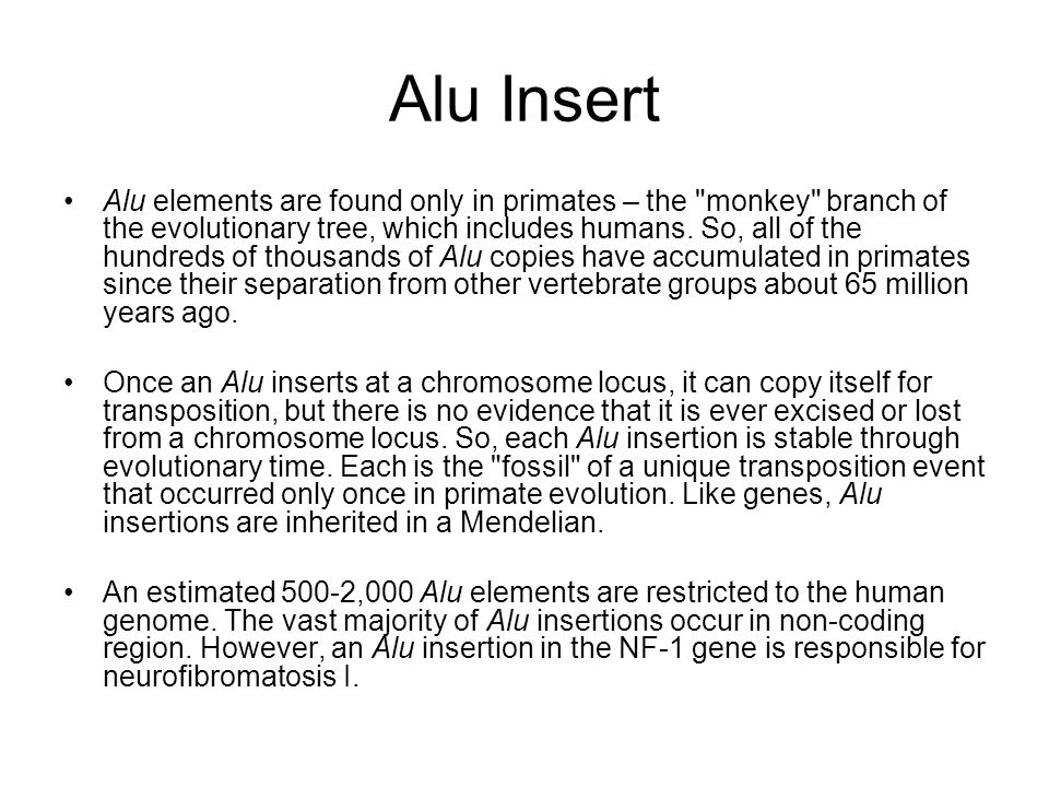 Alu Insert Alu elements are found only in primates – the monkey branch of the evolutionary tree, which includes humans.