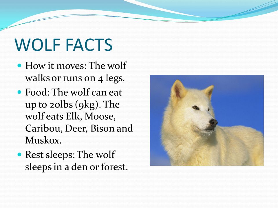Facts about animals. Wolf facts. Fact file о животных. Fact file о волке. Facts about Wolves.