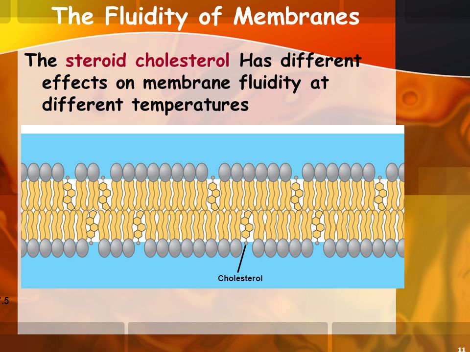 11 The Fluidity of Membranes steroid cholesterol The steroid cholesterol Has different effects on membrane fluidity at different temperatures Figure 7.5 Cholesterol