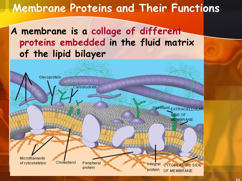 12 Membrane Proteins and Their Functions collage of different proteins embedded A membrane is a collage of different proteins embedded in the fluid matrix of the lipid bilayer Fibers of extracellular matrix (ECM)