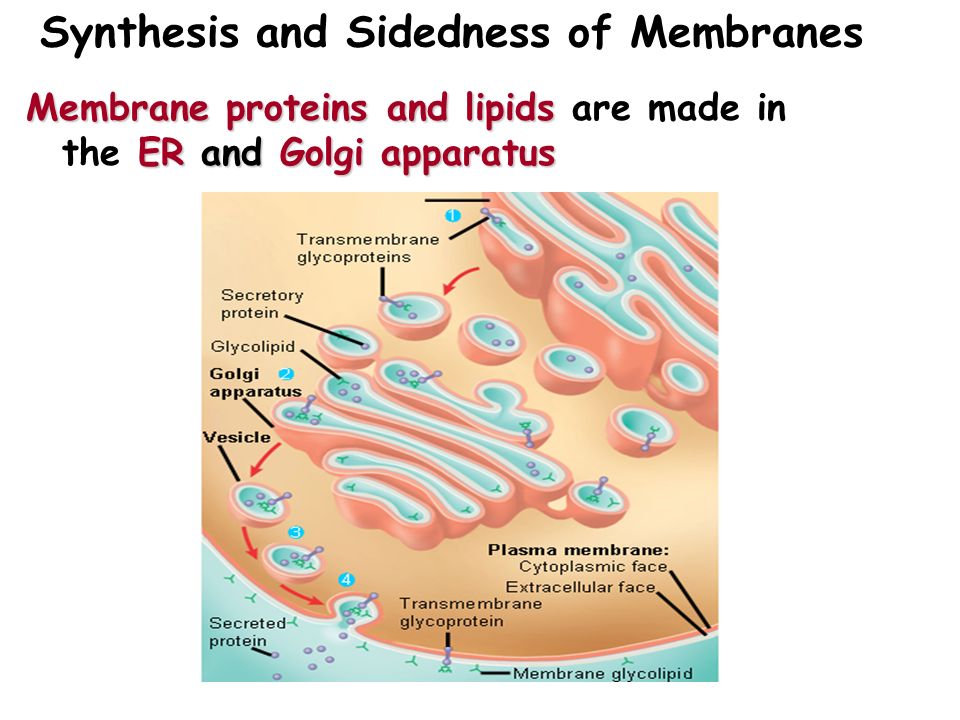 19 Synthesis and Sidedness of Membranes Membrane proteins and lipids ER and Golgi apparatus Membrane proteins and lipids are made in the ER and Golgi apparatus ER