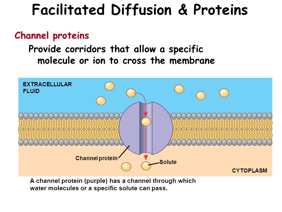39 Facilitated Diffusion & Proteins Channel proteins Provide corridors that allow a specific molecule or ion to cross the membrane EXTRACELLULAR FLUID Channel protein Solute CYTOPLASM A channel protein (purple) has a channel through which water molecules or a specific solute can pass.
