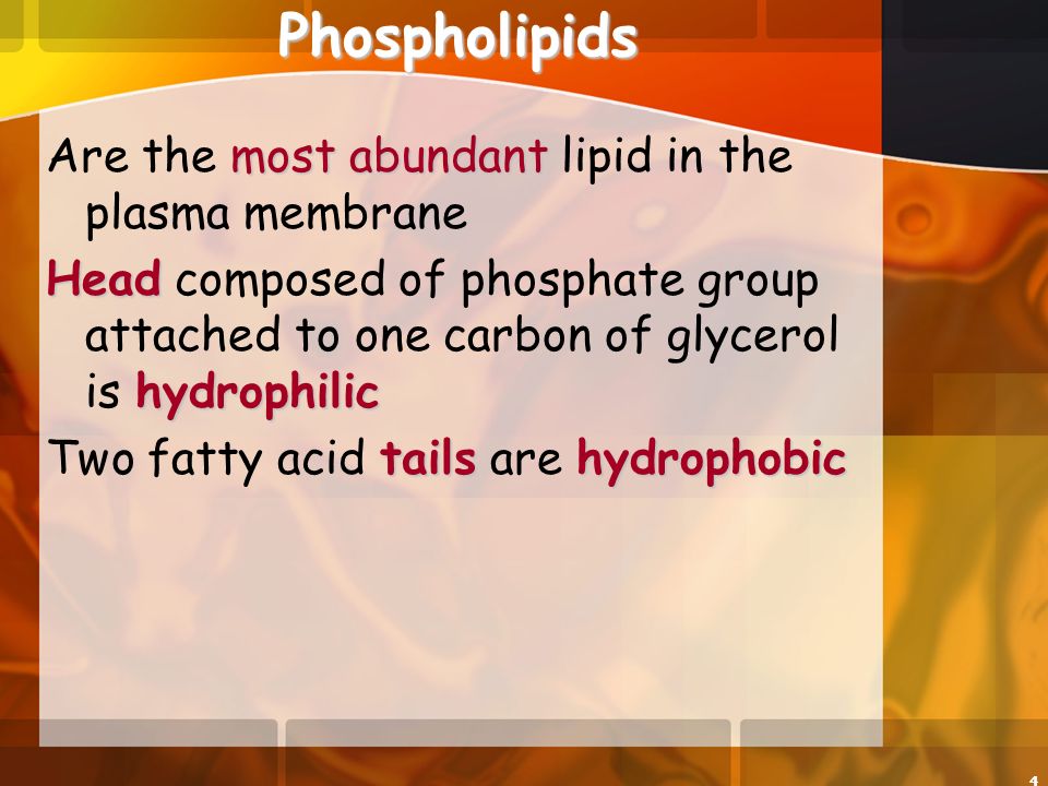 4Phospholipids most abundant Are the most abundant lipid in the plasma membrane Head hydrophilic Head composed of phosphate group attached to one carbon of glycerol is hydrophilic tailshydrophobic Two fatty acid tails are hydrophobic