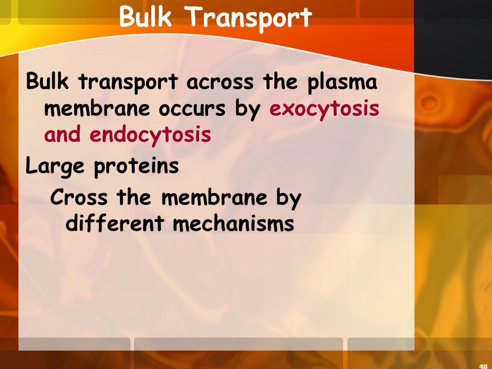 48 Bulk Transport exocytosis and endocytosis Bulk transport across the plasma membrane occurs by exocytosis and endocytosis Large proteins Cross the membrane by different mechanisms